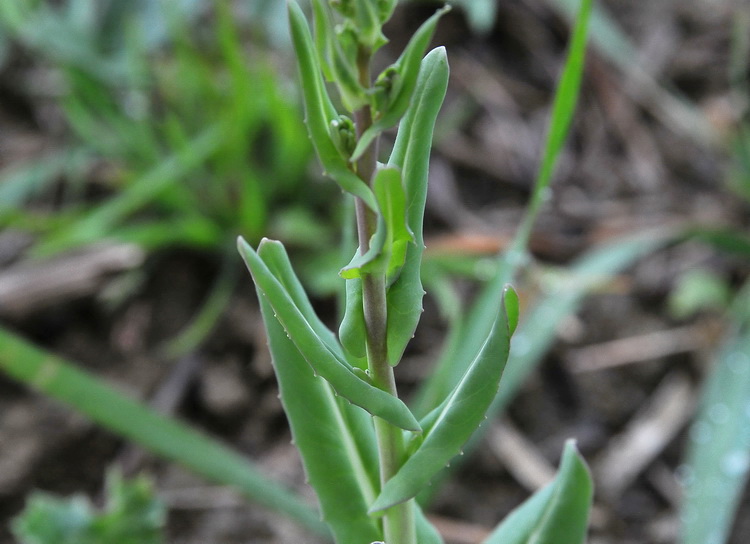 Myagrum perfoliatum